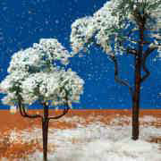 Pinienbaum