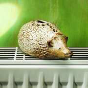 Igel
