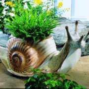 Pflanz-Schnecke