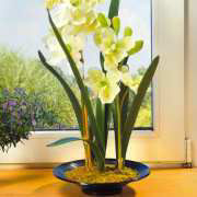 Orchidee, groß
