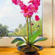 Orchidee, klein