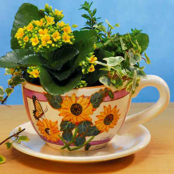 Pflanz-Tasse, Keramik