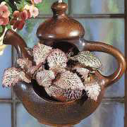 Keramik Pflanz-Teekanne, Deko Blumenampel, braun