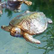 Gartenteich Schwimmschildkröte, Gartendeko Teichfigur