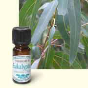 Ätherisches Duftöl Eukalyptus, Raumduft Aromaöl